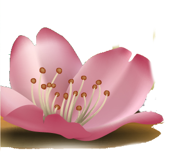 lotusblume